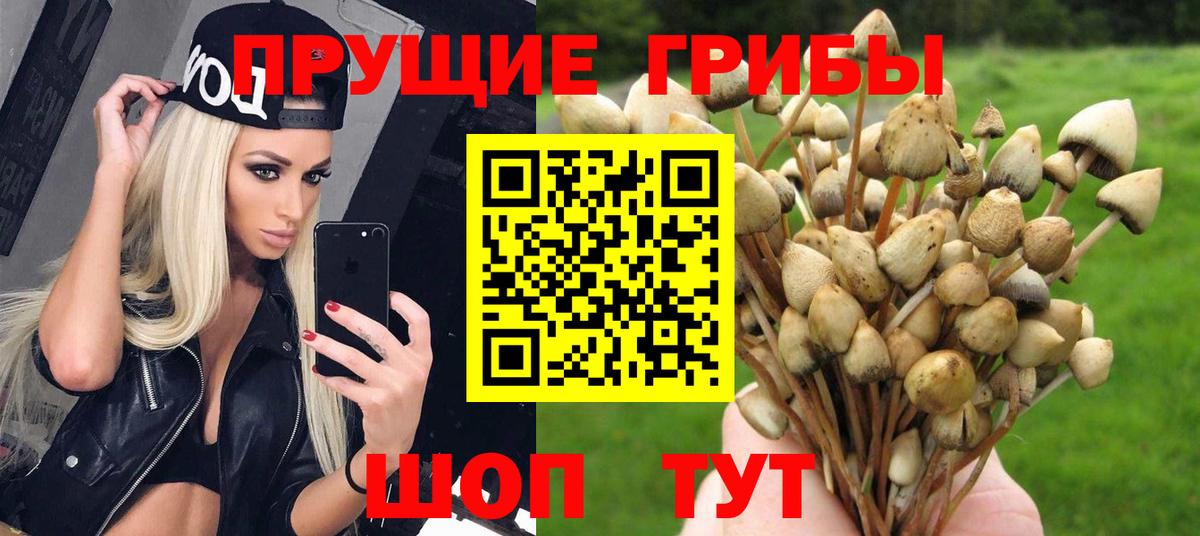 Димитровград  Псилоцибиновые грибы Psilocybine cubensis  даркнет сайт  Вход с VPN 